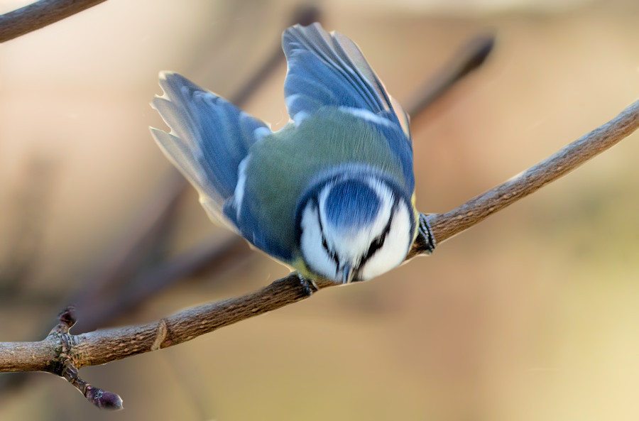 Blaumeise beim Abflug