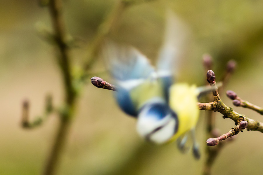 Blaumeise beim Abflug