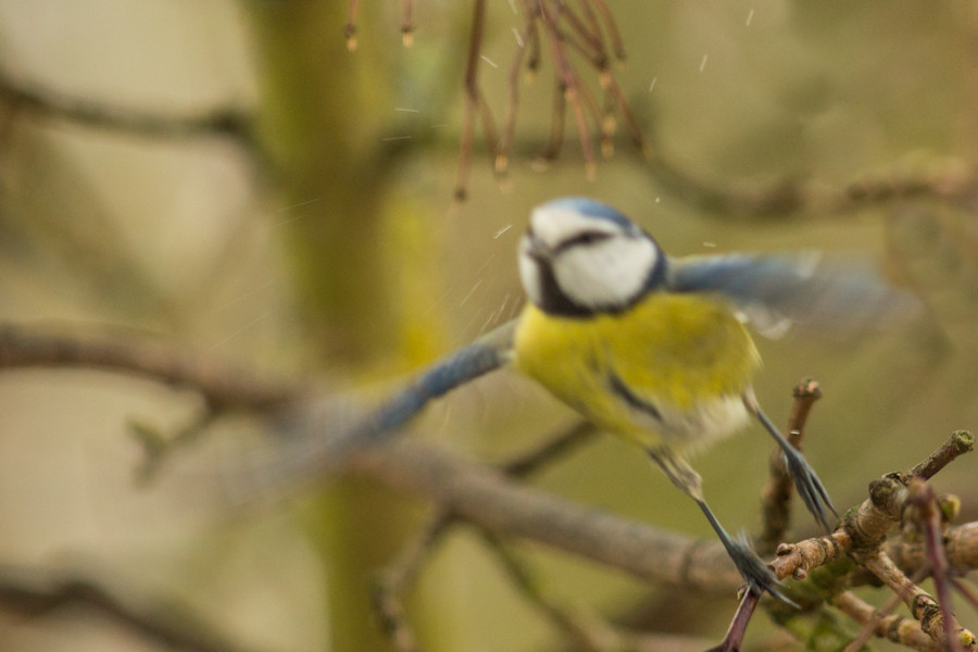 Blaumeise beim Abflug