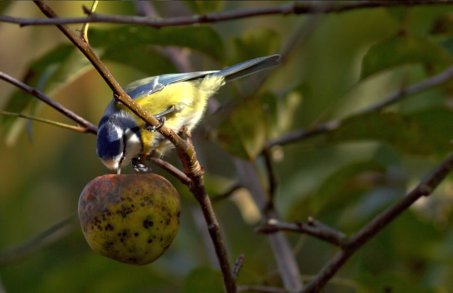 Blaumeise beim Apfelessen