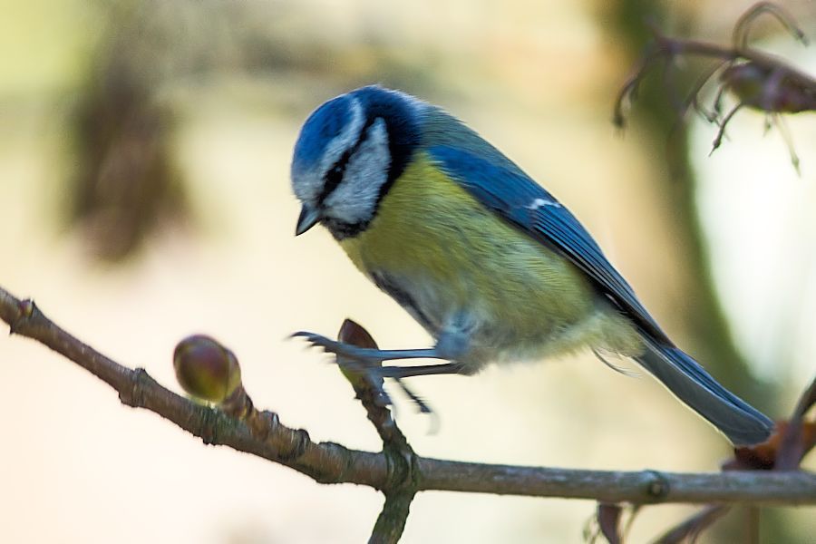 Blaumeise im Landeanflug