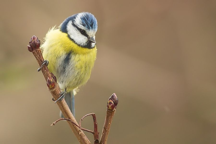 Blaumeise im Regen