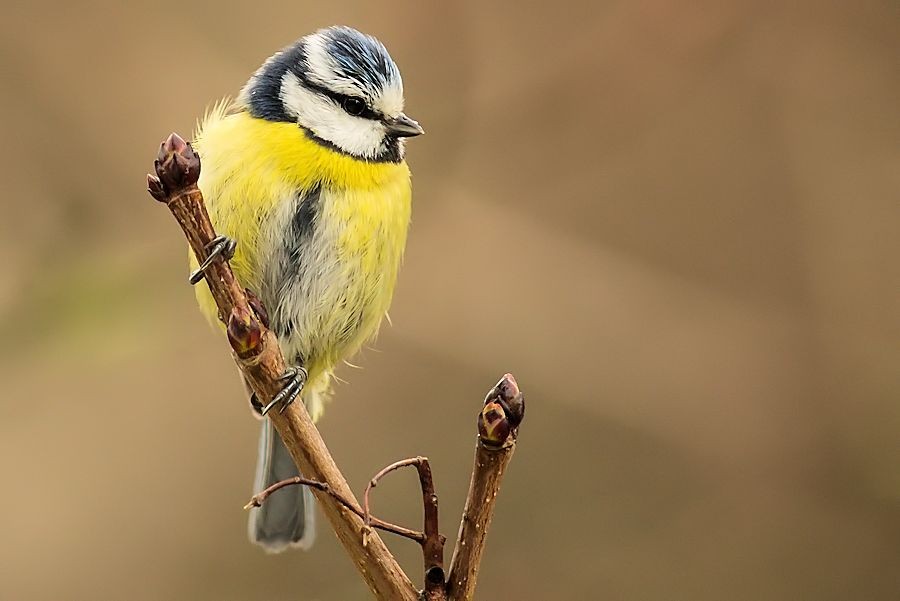 Blaumeise im Regen