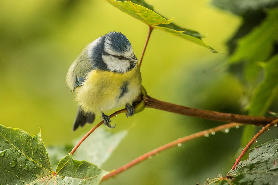 Blaumeise im Regen