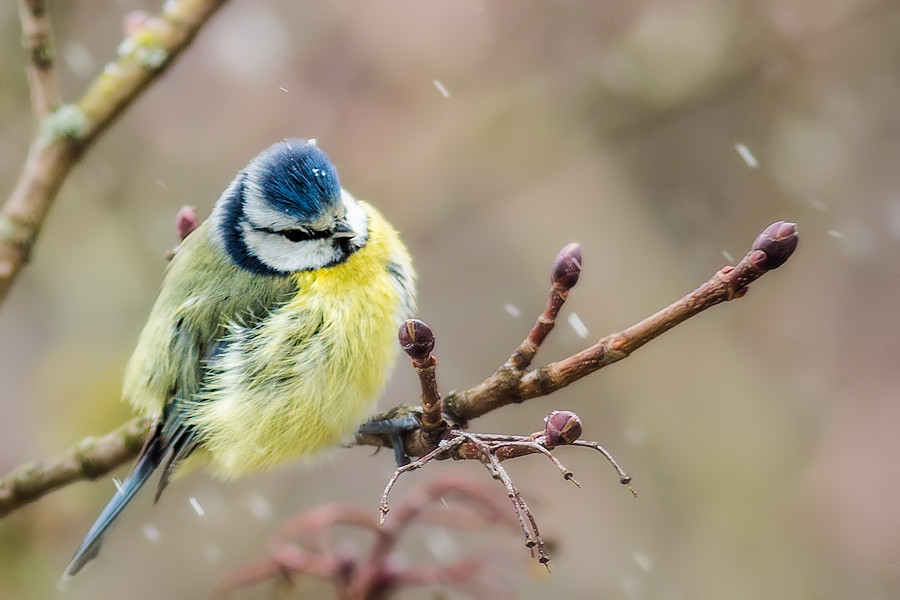 Blaumeise im Schnee