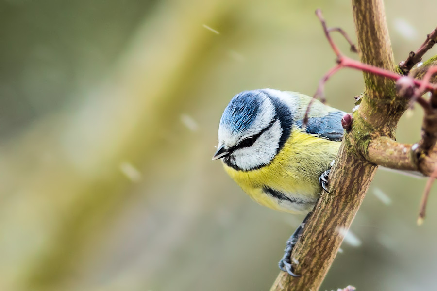 Blaumeise im Schnee