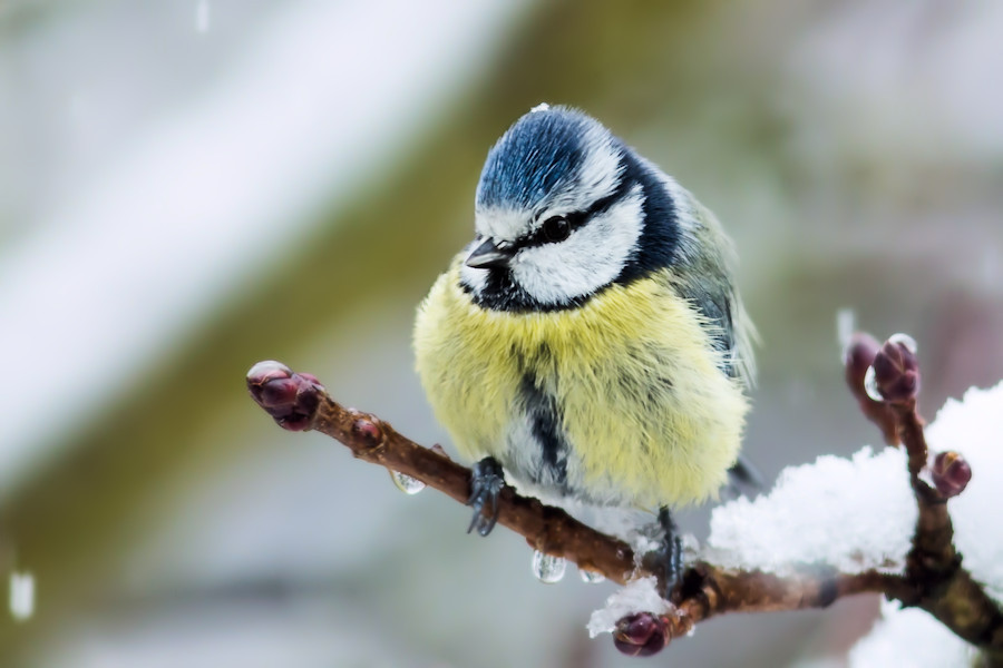 Blaumeise im Schnee
