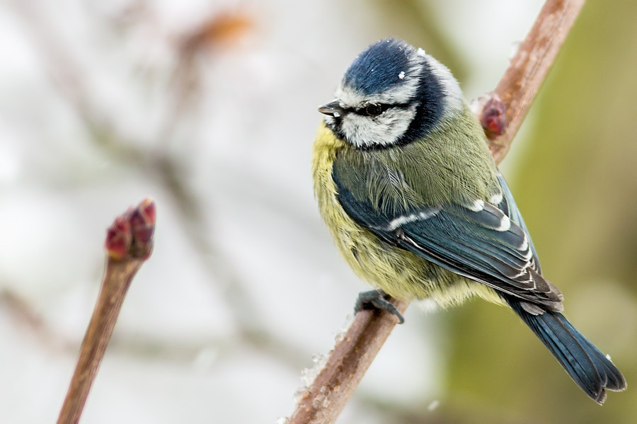Blaumeise im Schnee