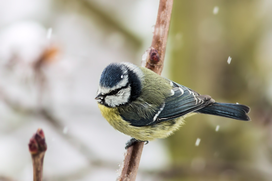 Blaumeise im Schnee