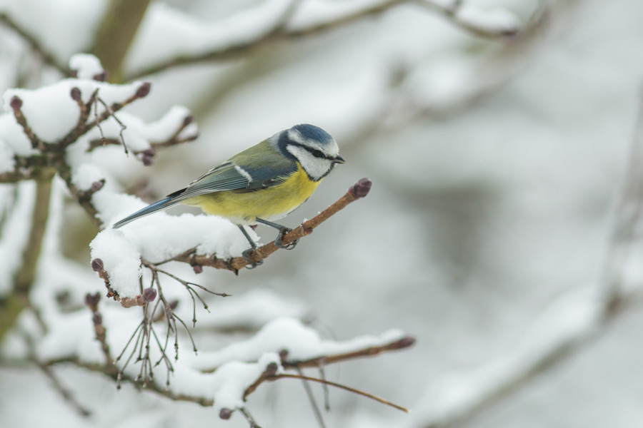 Blaumeise im Winter