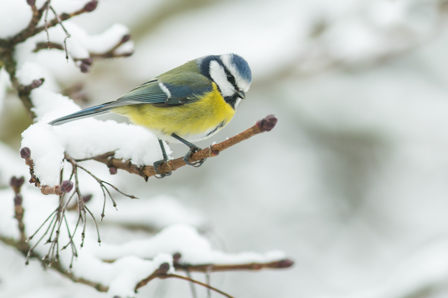 Blaumeise im Winter