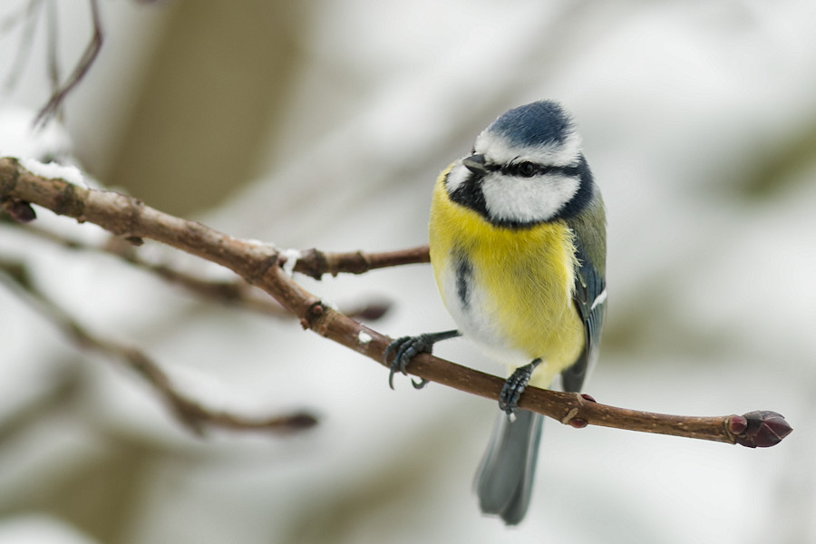 Blaumeise im Winter