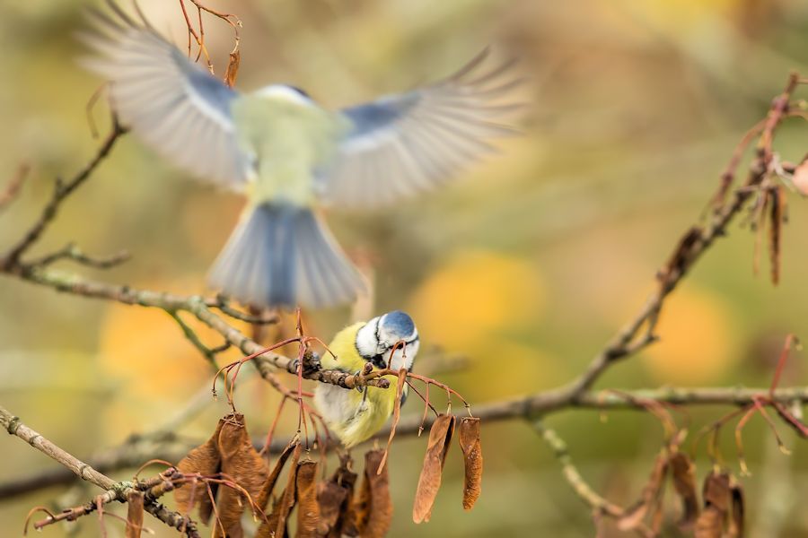 Blaumeise und Kohlmeise im Abflug