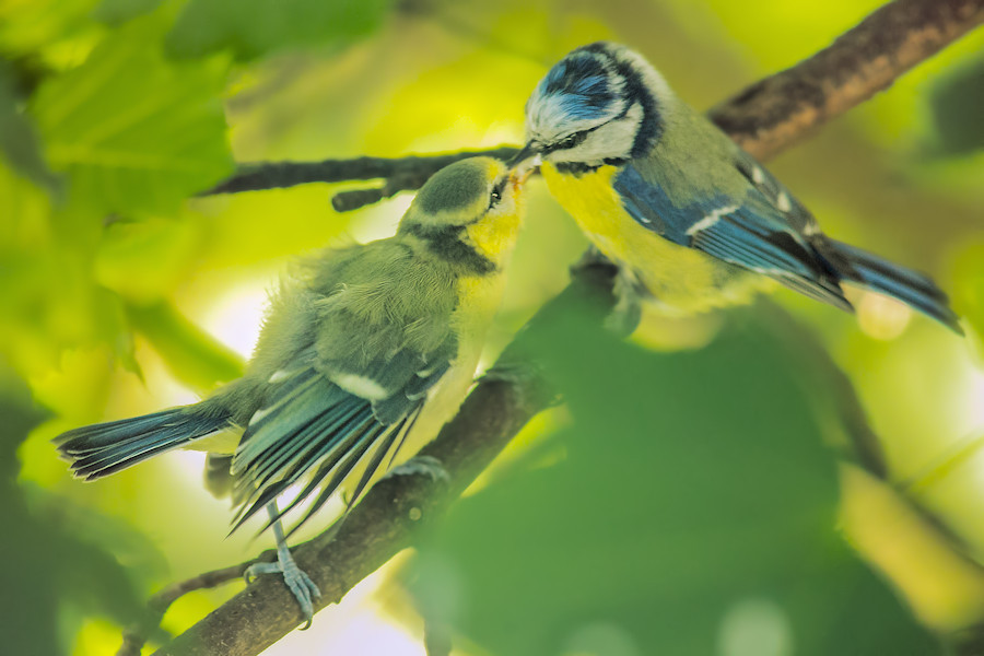 Blaumeisen Fütterung