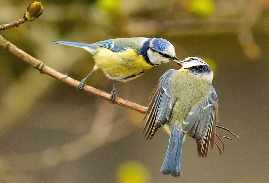 Blaumeisen-zwei-die-sich-gerne-haben
