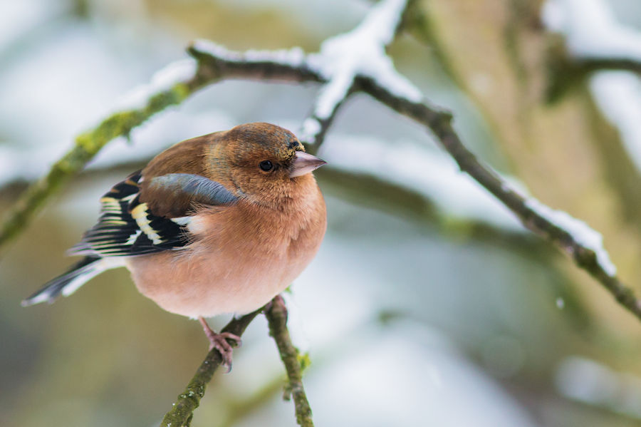 Buchfink im Winter