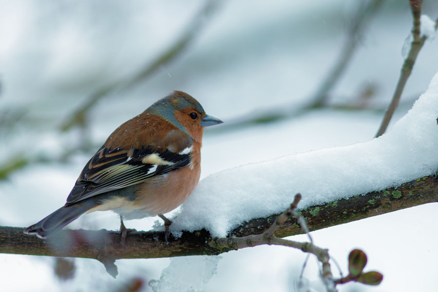 Buchfink im Winter