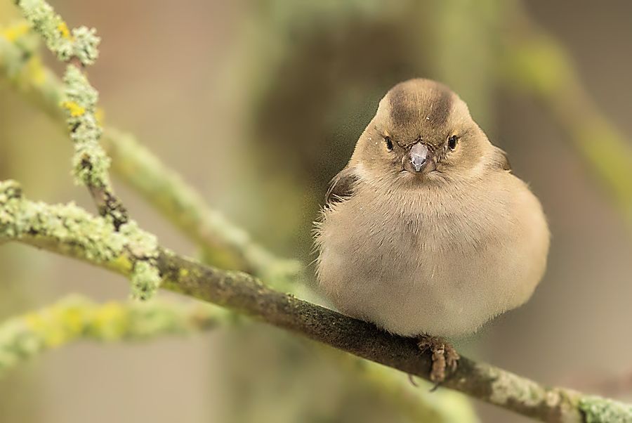 Buchfink Weibchen