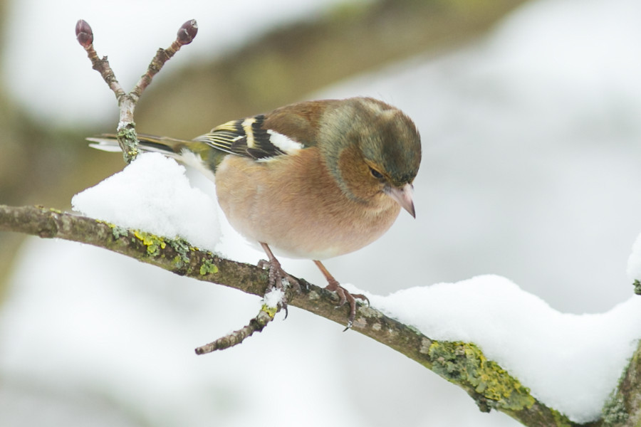 Buchfink im Winter