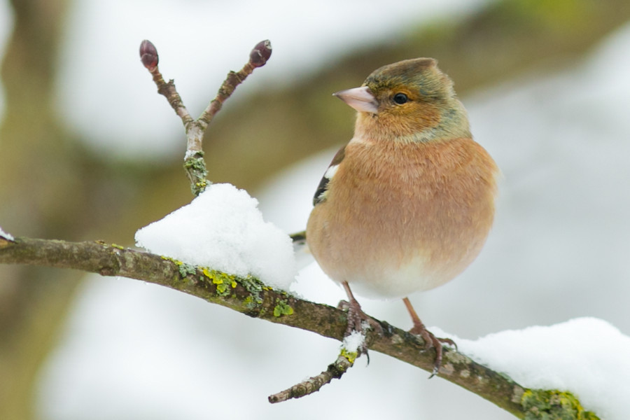 Buchfink im Winter
