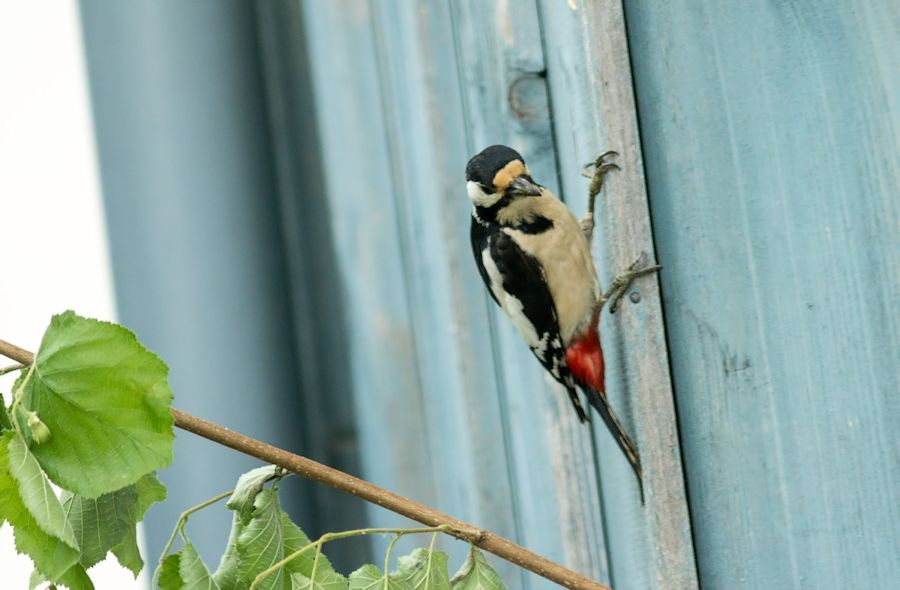 Buntspecht
