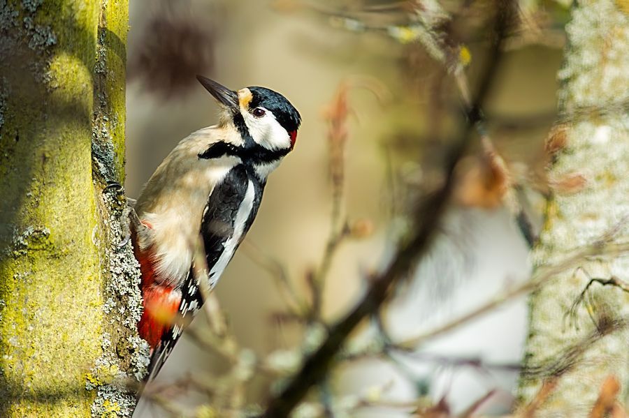Buntspecht