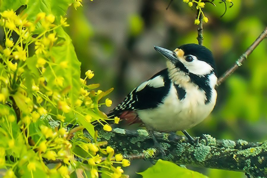 Buntspecht Weibchen