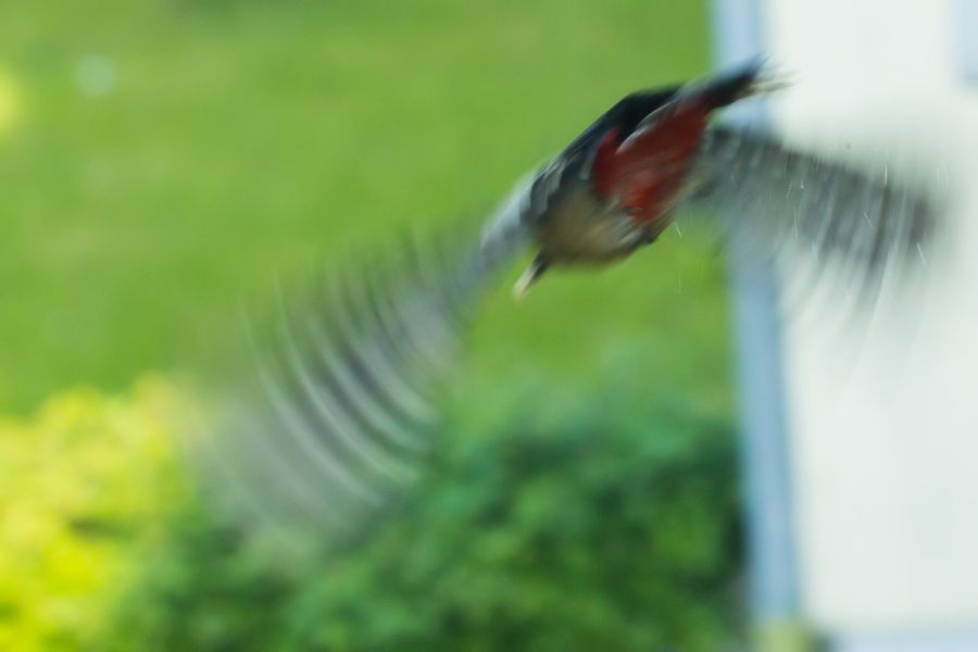 Buntspecht beim Abflug