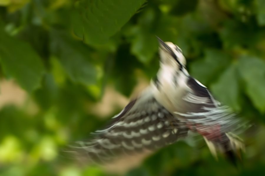 Buntspecht im Anflug