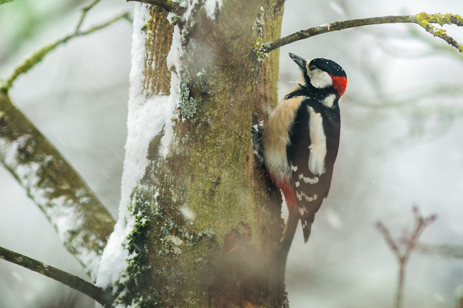 Buntspecht im Winter