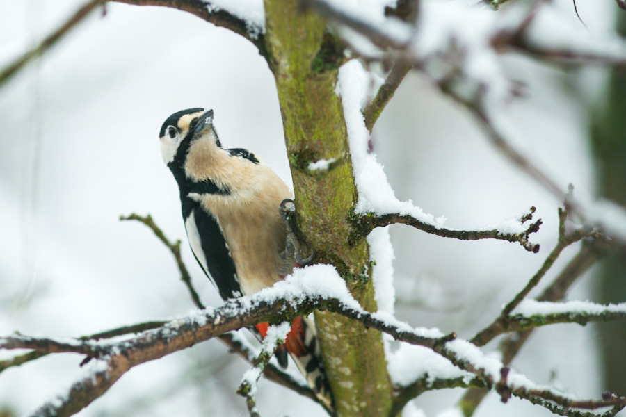 Buntspecht im Winter