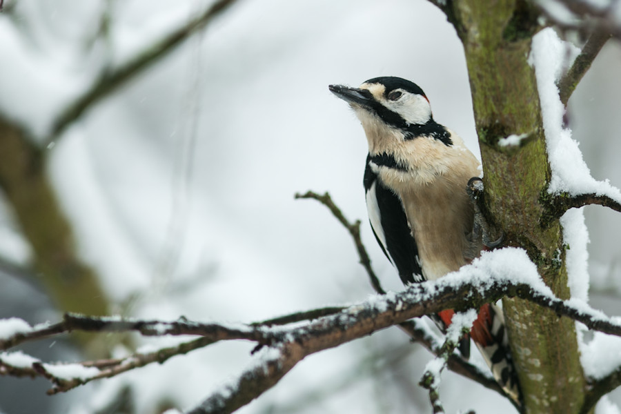 Buntspecht im Winter