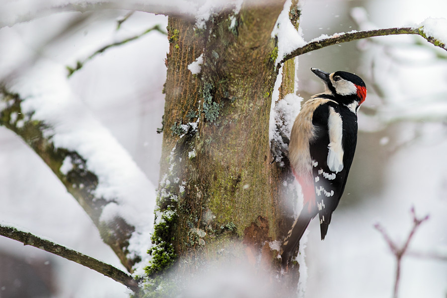 Buntspecht im Winter