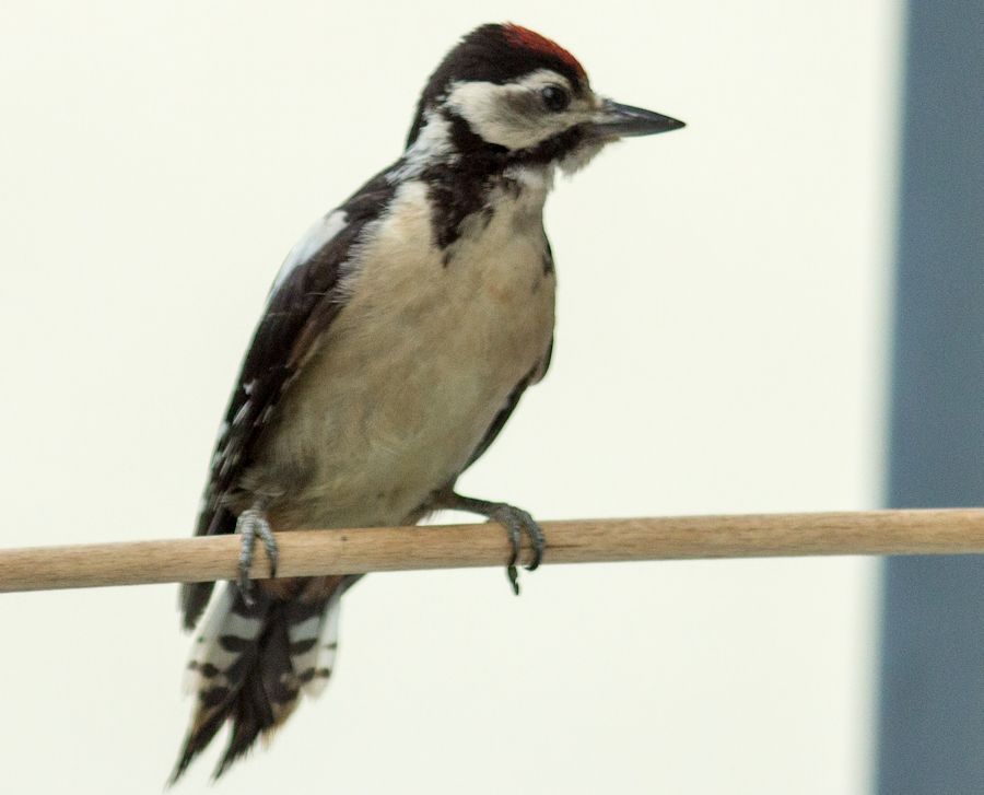 junger Buntspecht