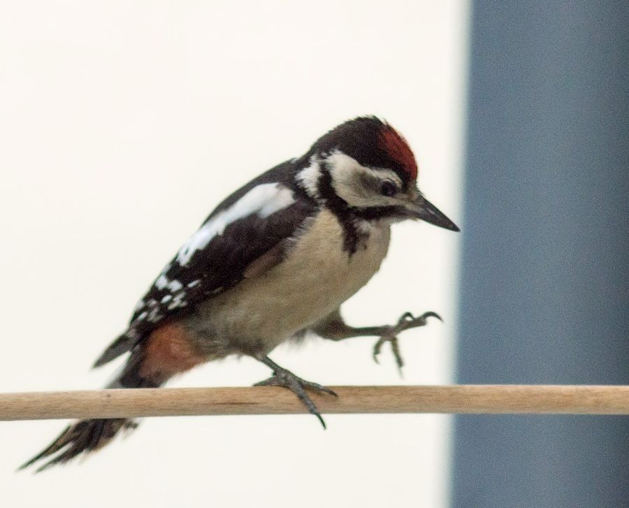 junger Buntspecht