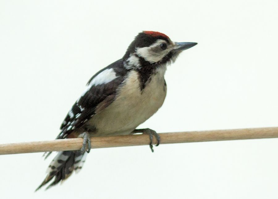 junger Buntspecht