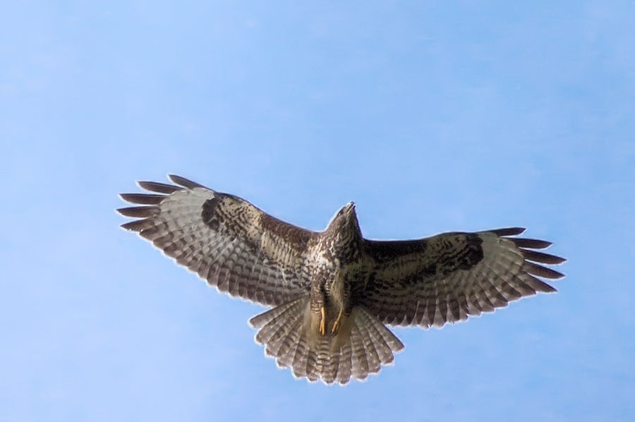 Bussard