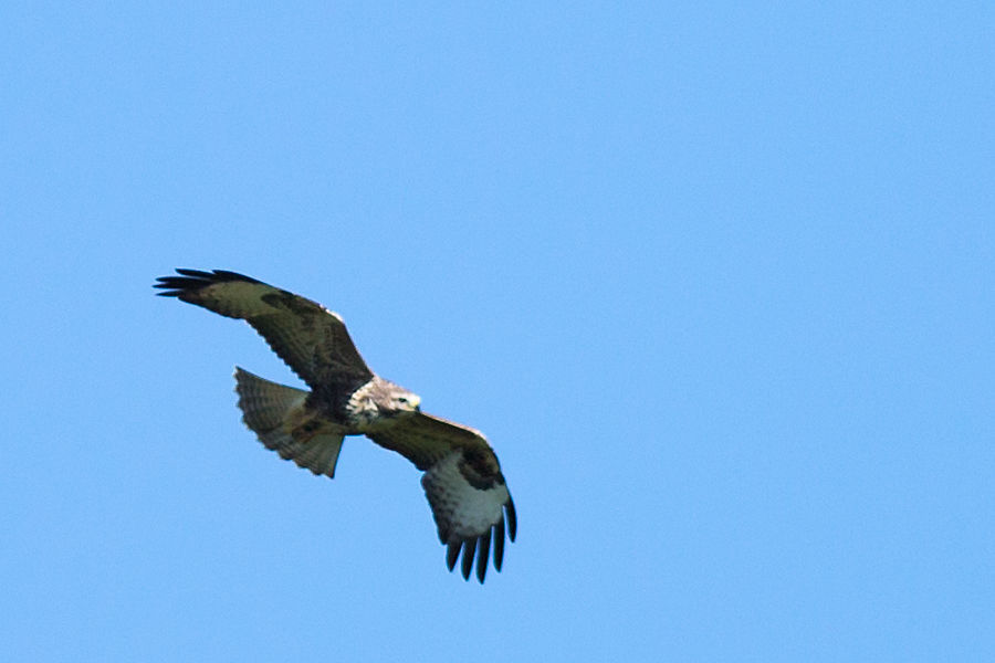 Bussard