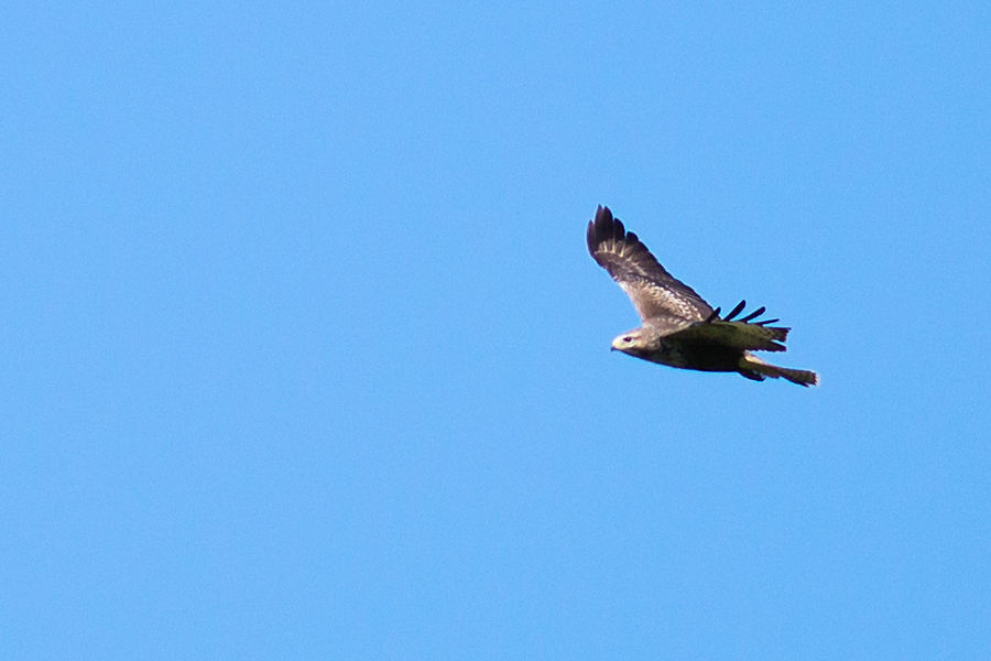 Bussard