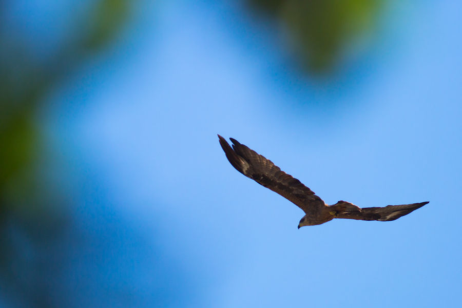 Bussard