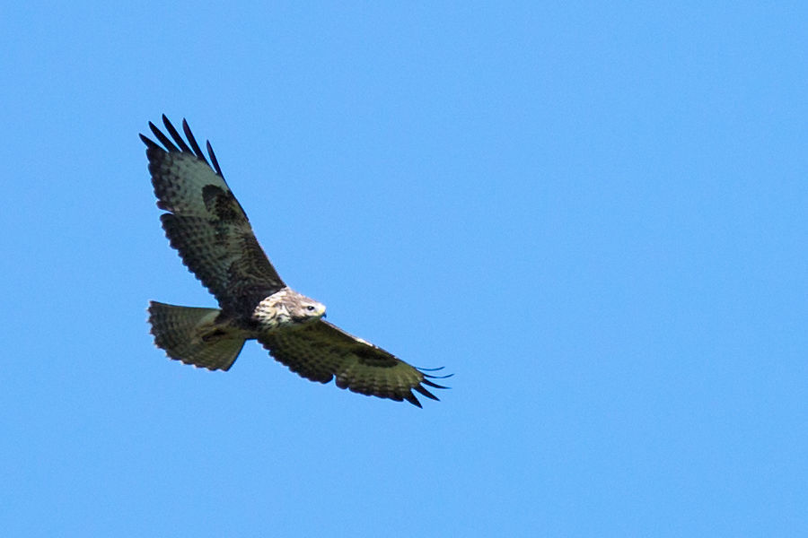 Bussard