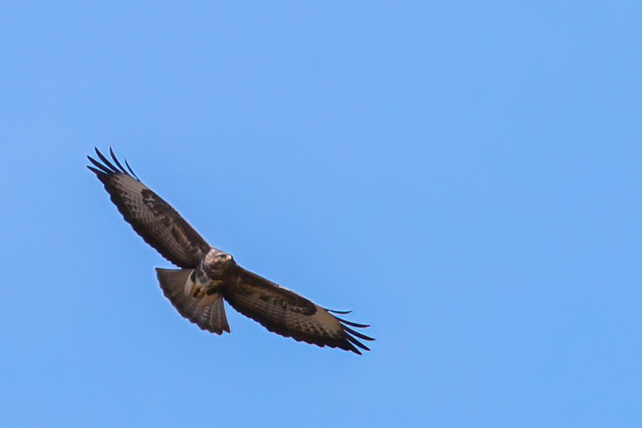 Bussard