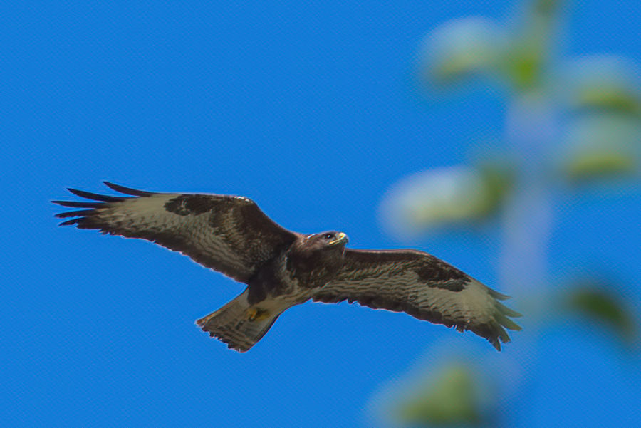 Bussard