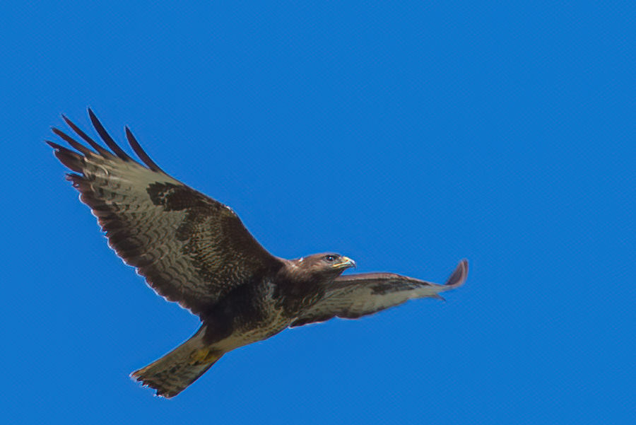Bussard