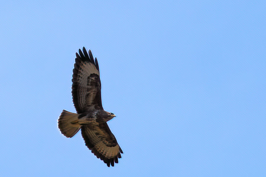 Bussard