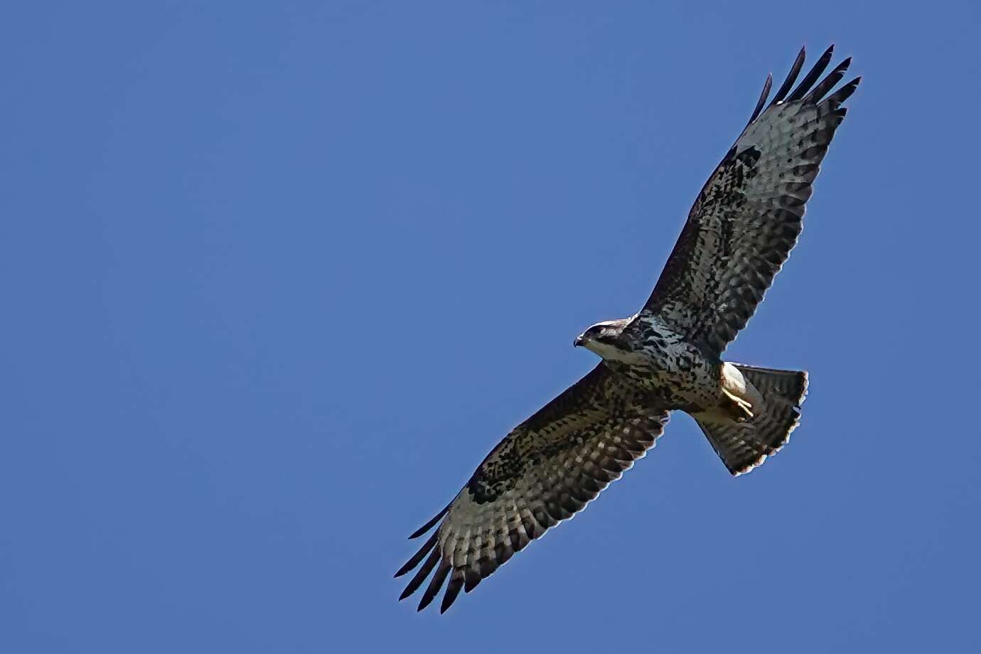 Bussard
