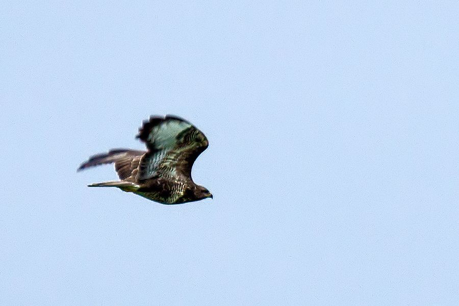 Bussard