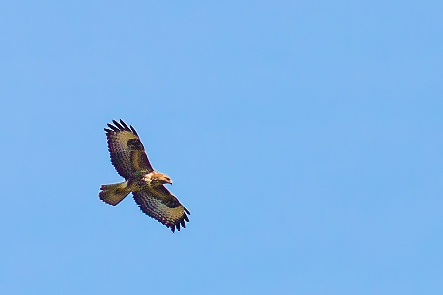 Bussard