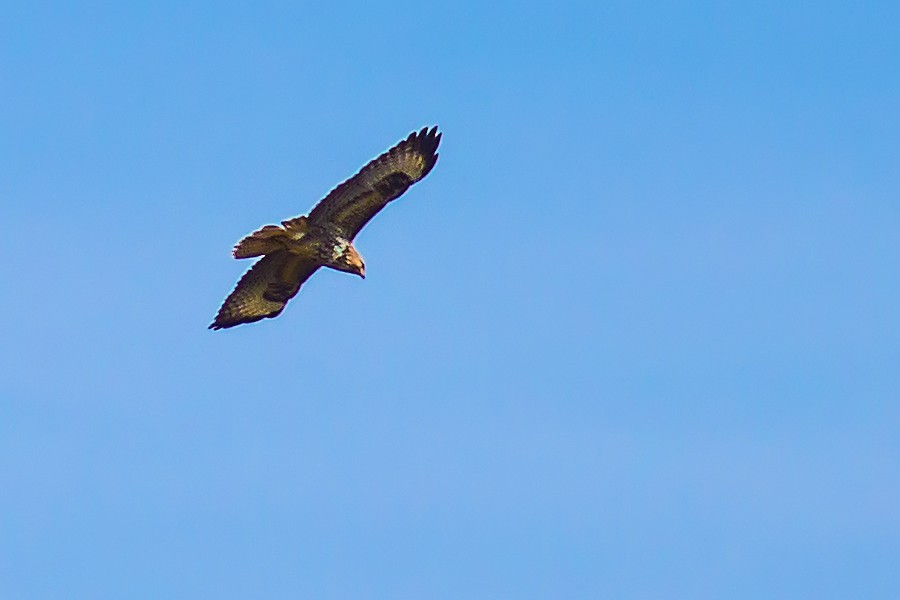 Bussard
