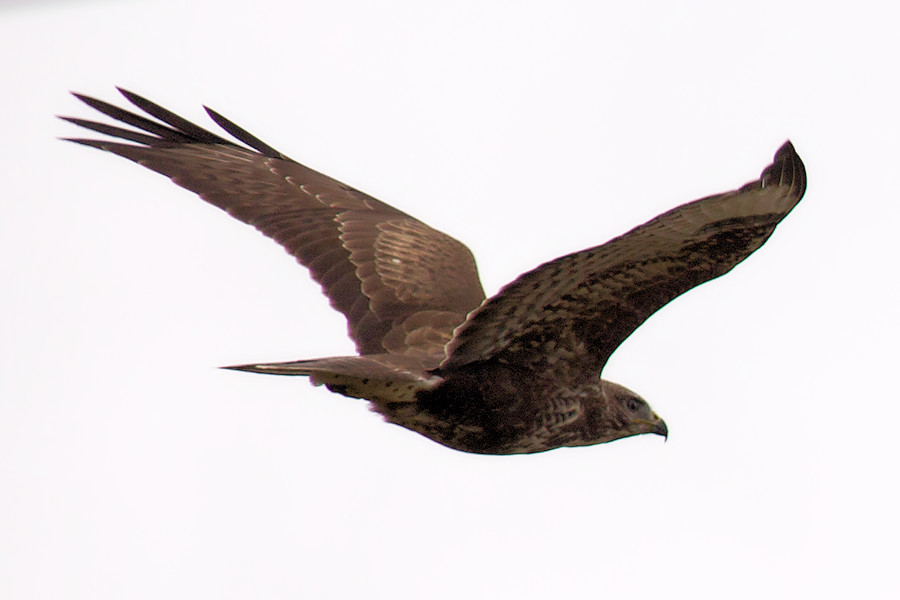 Bussard